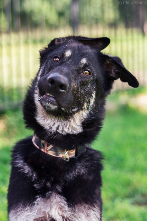 thelazypetowner: Here’s another boy I took pictures of for Austin German Shepherd Rescue. :) H