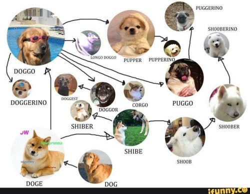 skookumthesamoyed:  Skookum is officially in a meme that isn’t just a reused photo 😂 He’s going to he so excited!