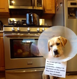 dogshaming:  I paid with my manhood, you