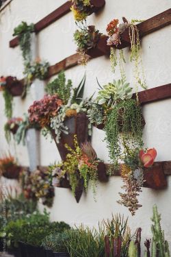 nilenna:  © Succulent Wall Garden by Nicholas