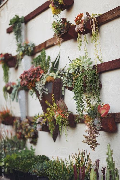 nilenna:  © Succulent Wall Garden by Nicholas Roberts 