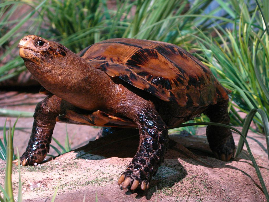 Here come the most Extra of turtles and tortoises