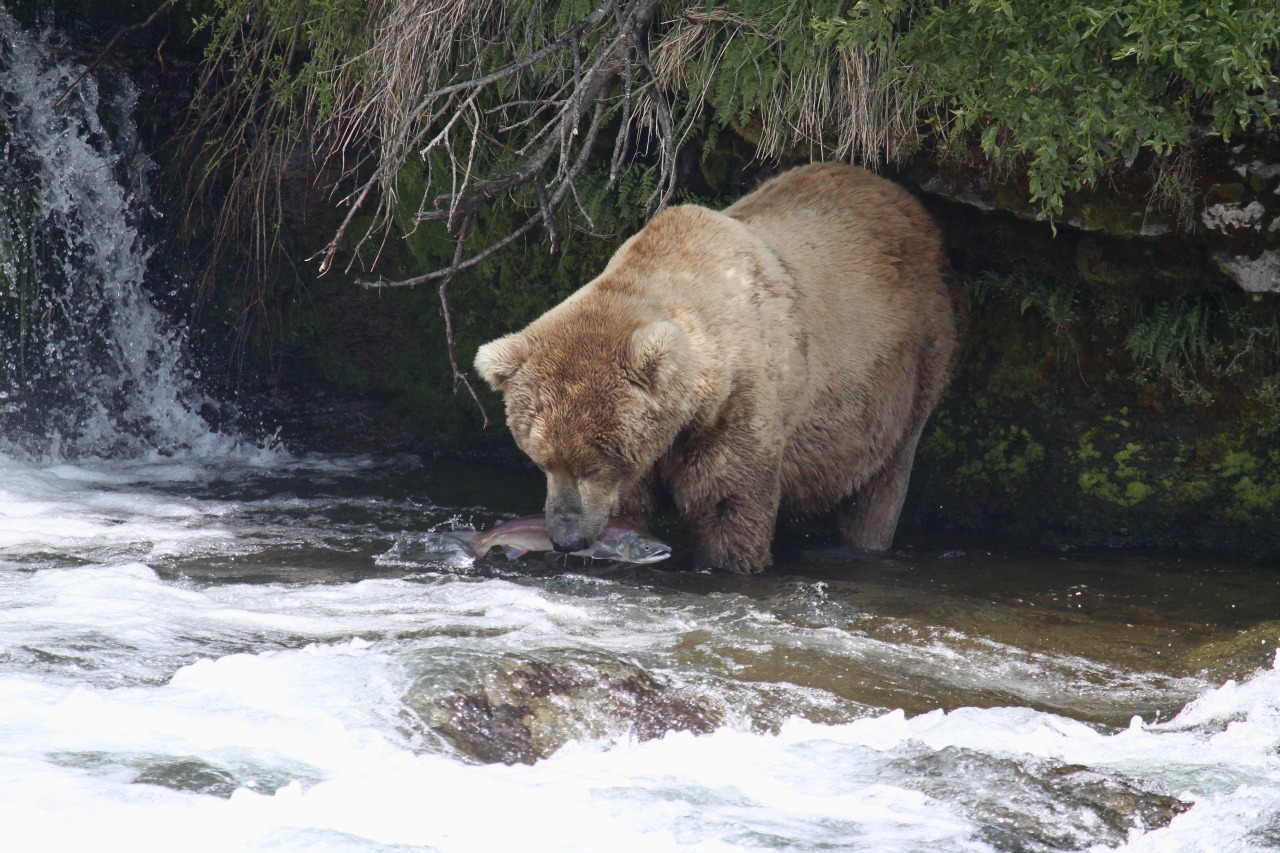 highways-are-liminal-spaces:Brown Bear salmon fishing at Brooks Falls ...