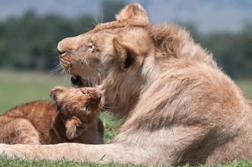 lion cub