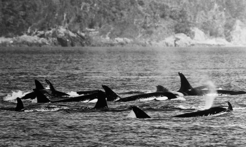 sealords: Killer whales are considered a particular symbol of power and strength, and catching sigh