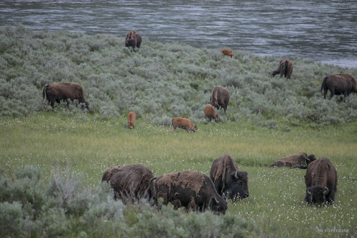 riverwindphotography:American Bison and their new young graze together in Hayden Valley, Yellowstone