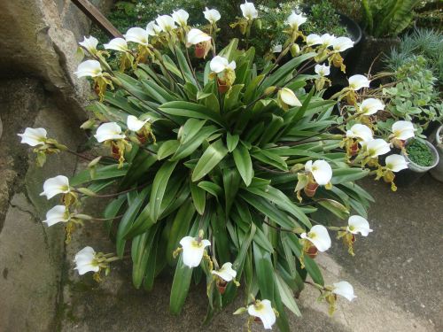 Porn photo orquidofilia:  Paphiopedilum Leeanum. By Simone