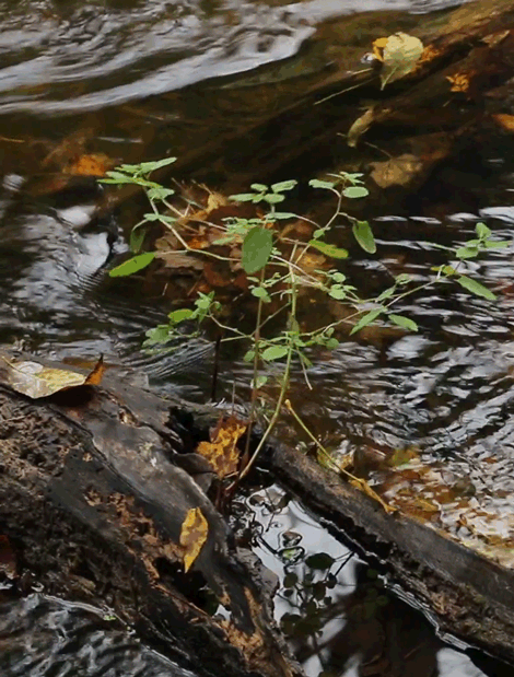 rivermusic:Currentsgif by rivermusic, October 2015