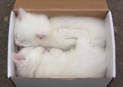 lolcuteanimals:  A box built for two 🐱