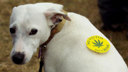 Is medical marijuana safe for pets?
A Los Angeles veterinarian launches a national conversation after treating his own dying dog with cannabis, but even he agrees that more scientific research is needed.