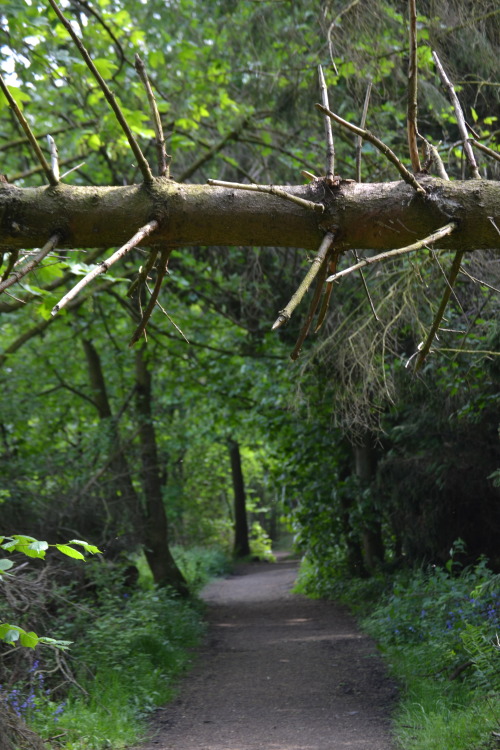 fallen trees