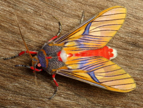 onenicebugperday:Tiger moth, Idalus erythronota, ArctiinaePhotographed in Ecuador by Andreas Ka