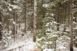sibtaiga:  Khakassian snowy forest.  ©