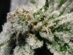 ganjasociety:  Fuck, so frosty!