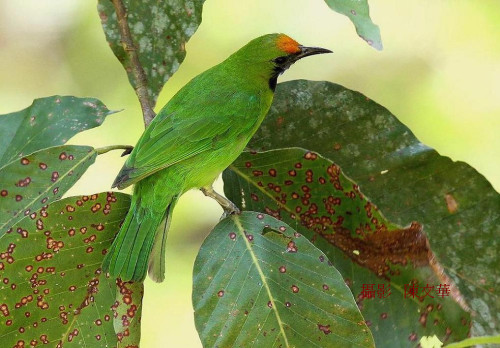 Golden fronted leafbird in Vietnam