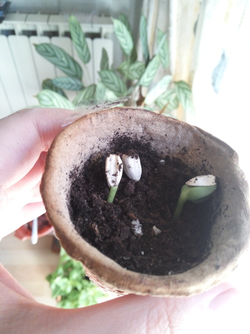 31/May/2016Just 5 days after being planted the sunflowers have sprouted! On the pic, 3 from white se