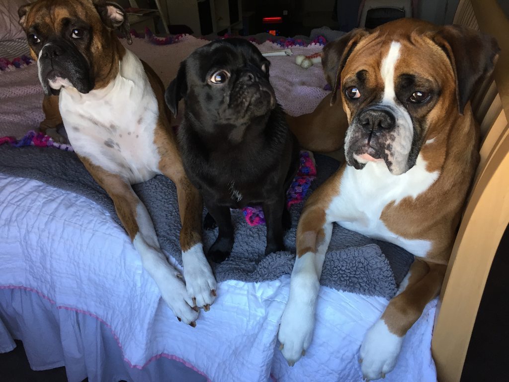cute-overload:  Guess which one is the trouble maker?http://cute-overload.tumblr.com