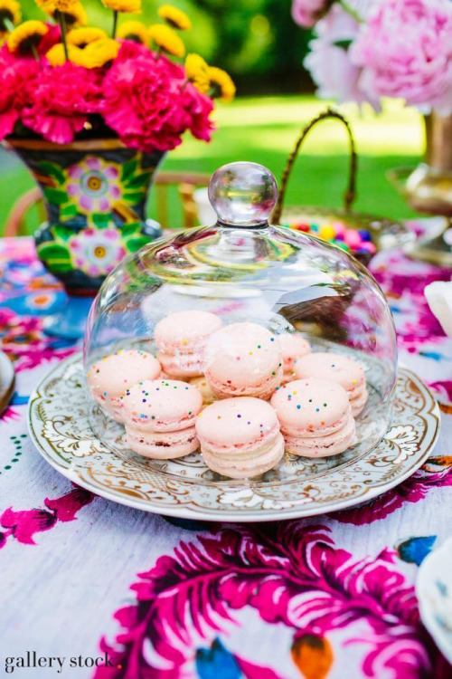 Wynn Myers: A plate of macaroons sitting under a glass cloche