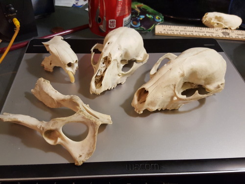 vultureculturestuff - Various bones found at a freinds place....