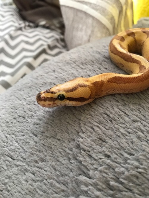 blurrysnakescales:tailsandco:Look at that snoot!!Grade A snoot!Great content