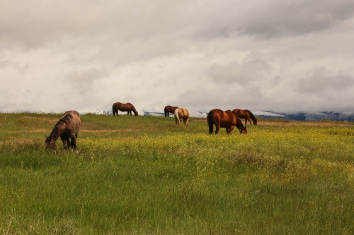 lillylalaloulou:Garnet Ghost Town &amp; more in Montana