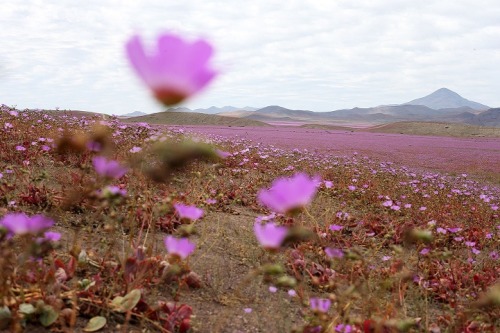 landscape-photo-graphy: One of the Driest Deserts on Earth Blooms with Life and Color The Ataca
