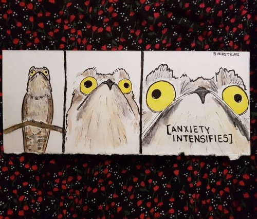 Bird no. 146. [ANXIETY INTENSIFIES].....#anxiety #potoo #awkward #watercolorbird #birdart (at Sydney