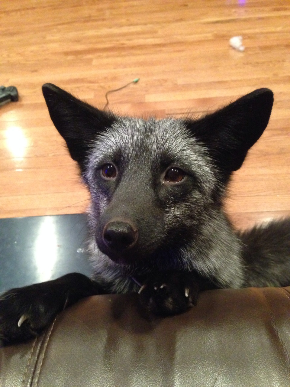 maythefoxbewithyou:  From thinking “maybe she’ll share the Popsicle!” To “she’s