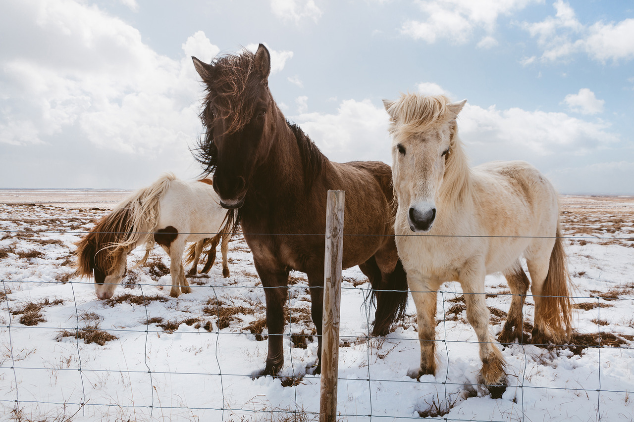 brianstowell: Iceland Squad Instagram / Prints 