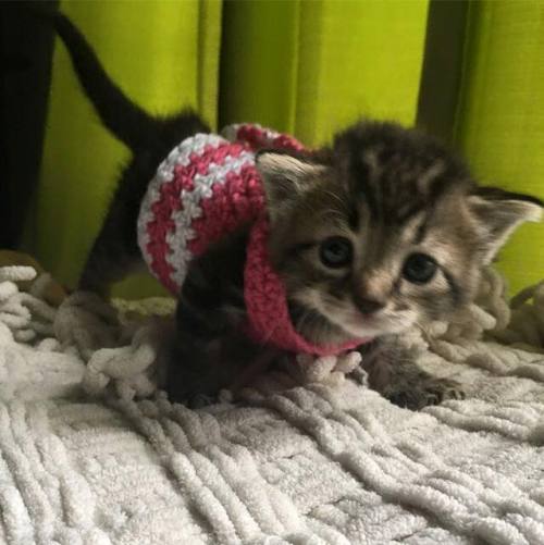 alotteofchar:  nunyabizni:  catsbeaversandducks:  Hand-crocheted sweaters for kittens.  Photos by Or