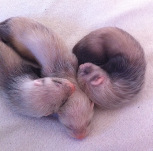 captainkateblr:  So here’s some photos of my baby ferrets.