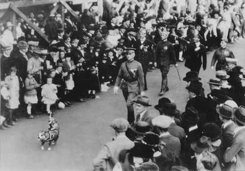 gunrunnerhell: Sgt. Stubby A Boston Terrier who officially earned the rank of Sergeant while serving