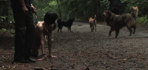 The dog senses the bitch is on heat. Its tail is in the air to broadcast the male mating pheromones 