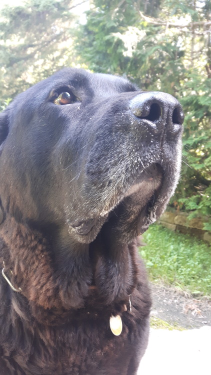 more pics of my baby bear dog ♡♡♡♡ I love him so much and he&rsquo;s always making weird faces w