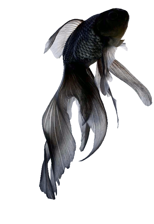 transparentkiwi — ~~ T R A N S P A R E N T ~~ fish...