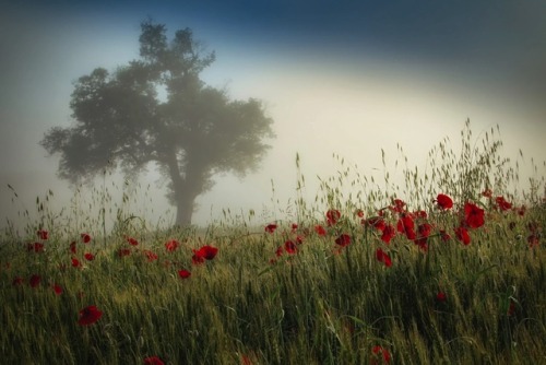 Photographer Irca Caplikas (Switzerland)  500px  Facebook  Instagram  National Geographic   ViewBug 