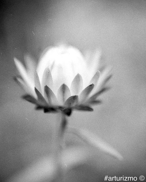 Flower power #analogphotography #filmphotography #filmnotdead #istillshootfilm #kentmer400 #negative