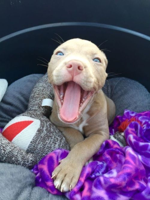 endless-puppies:Cali the adorable pitbull puppy!