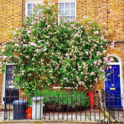 badass-london:  Divided by flowers 🌺 #london