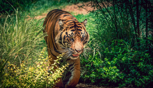 sdzsafaripark:Tiger in the Jungle by Bartfett on Flickr.