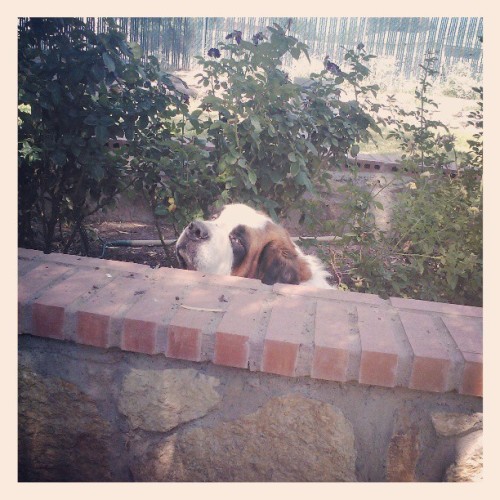 lastdaysofandrewjara:Peek a boo (at Duck Pond)My dog benny! 