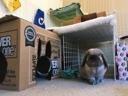 walterdabunny:  He’s such a good bun 🐰