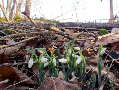 Some of the naturalized snowdrops in Black Rock Woods. Frost just melting on the second bunch.