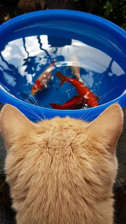 Sam is watching the goldfish.