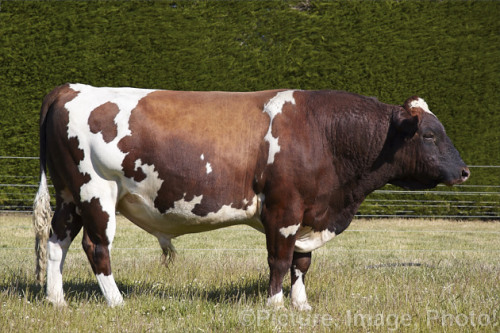 ainawgsd:Wild type vs Domestic mutations-Cattle (dairy breeds)The aurochs (Bos primigenius), is an e