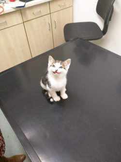 cute-overload:  It was this little critter’s first trip to the vets…http://cute-overload.tumblr.com source: http://imgur.com/r/aww/8Z49IaQ 