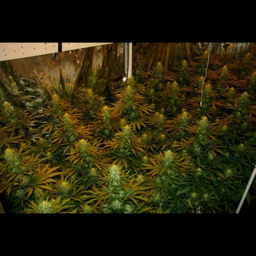 weedporndaily:  Week 5 they really start packing on the weight  by subcoolseeds