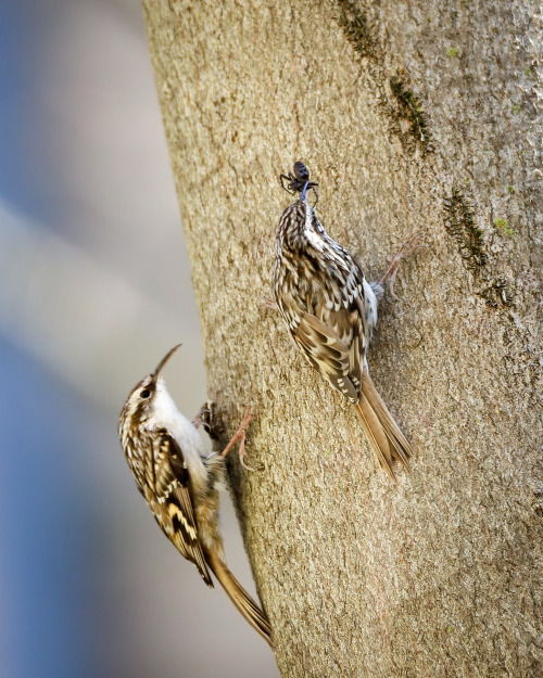 He killed a big ass spider for her. Aw, this is real love. Gartenbaumläufer (short-toed treecre