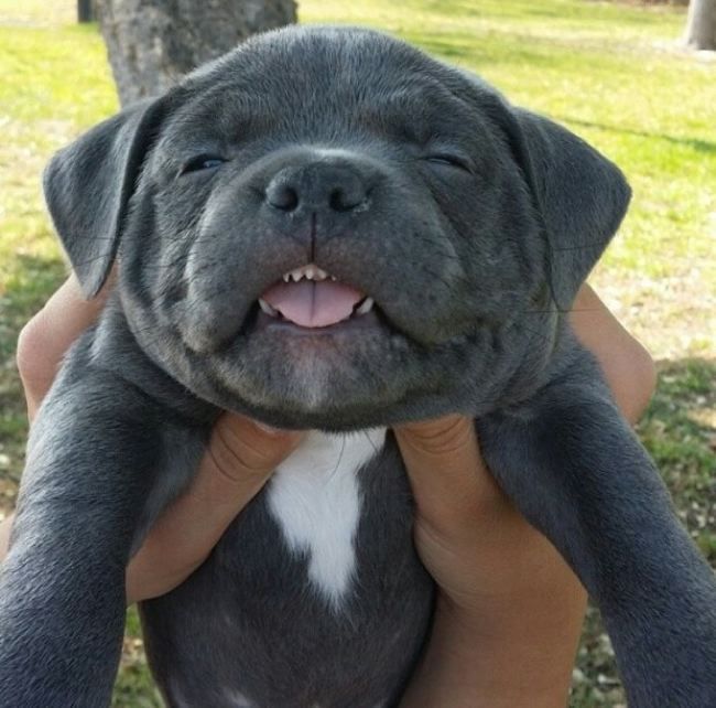 awwww-cute:  This is one happy pup. I think he knows he just got adopted