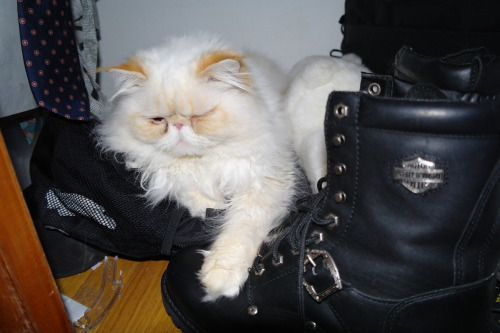 lucifurfluffypants:Fluffy Facts Friday1. I really like shoes, but I know better than to chew on them